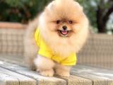 ORJİNAL POMERANİAN BOO 