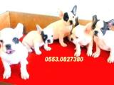 FRENCH BULLDOG YAVRULAR İZMİR iletişim:0553.0827380