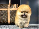 TEACUP POMERANİAN BOO YAVRU PATİLER GÜVENCESİ İLE 