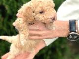 Toy Poodle Yavru