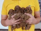 ırk ve sağlık garantili redbrown toy poodle bebekler