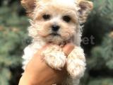 Teacup Morkie 