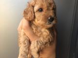 0 numara Toy Poodle Yavru