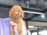 AŞILI RED TOY POODLE BEBEĞMİZ