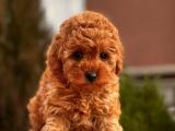 DİŞİ MİNİ TOY POODLE RED BROWN YAVRULAR