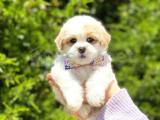 Dizayn Irk Maltipoo Kızımız  