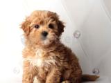  Red maltipoo bebekelr uygun