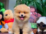 @yavrupatiler den yavrugold kızımız / pomeranian boo