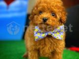 En Tatlısından Toy Poodle yavrumuz 