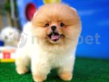 Pomeranian boo Face 