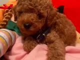 Safkan toy poodle yavrularımız