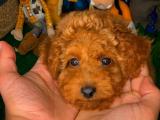 3.5 Aylık Erkek Red ToyPoodle Yavrularımızdan