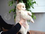 Orjinal maltipoo yavrumuz sağlık garantili 