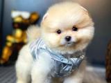 YAVRU PATİLER GÜVENCESİ İLE Ayı surat pomeranian boo yavrumuz 