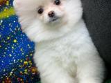 Güzeller güzeli Beyaz Pomeranian Boo