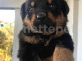 45 günlük Rottweiler yavruları