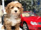 RED MİNİ MALTİPOO YAVRULARIMIZ 