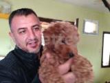 Orijinal ırk garantili safkan red toy poodle yavrumuz