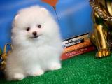 Muhteşem güzellikteki pomeranian boo yavrularımız