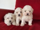 Orjinal Maltese Terrier Yavrularımız