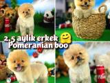 TEDDYBEAR POMERANİAN BOO OĞLUMUZ PUGGY / Yavrupatiler