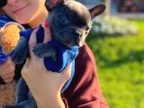 Süper anatomi ve compact yapısı ile Blue French bulldog