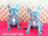 BLUE LİLAC QUAD FRENCH BULLDOG YAVRULAR İZMİR iletişim..05530827380