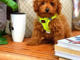 YAVRU PATİLERDEN NADİR BULUNAN DİŞİ TOY POODLE YAVRUSU 