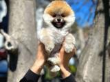 Ayı Surat pomeranian Boo Yavrularımız