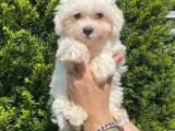 Irk ve sağlık garantili maltese terrier yavrularımız