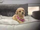 A KALİTE APRİCOT TOY POODLE YAVRULAR 