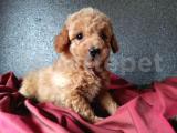   toy poodle Yavrumuz