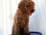 4 Aylık Erkek aşıları Tam Tuvalet Eğitimi Var Red Brown Poodle