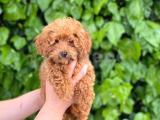 Irk ve sağlık garantili toypoodle yavrumuz