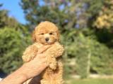 SEVİMLİ TOY POODLE BEBEKLET