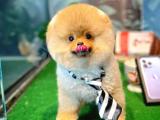 Irk ve sağlık garantili pomeranian boo yavrularımız