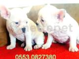 FRENCH BULLDOG YAVRULAR İZMİR