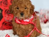 MİCRO CHİPLİ PASAPORTLU TOY POODLE BEBEKLER 