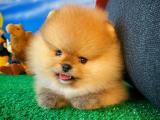 @Yavrupatiler den yeni pomeranian boo yavru goldy