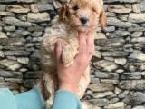 Veteriner hekimden ırk ve sağlık onaylı toy poodle