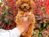 Sevimli red toy poodle erkek yavrumuz @catboyssss da