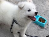 Samoyed satılık