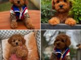 Safkan red toy poodle yavrularımız