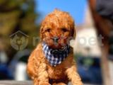 Red Light Toy Poodle Mini Boy Yavrular 