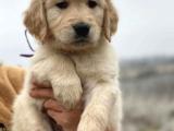 Golden retriever babyface bebekler