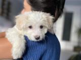 2 aylik ERKEK MALTESE TERRIER