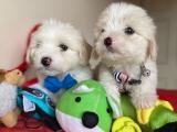 Dünyalar Tatlısı Maltese Terrier Yavrularımız