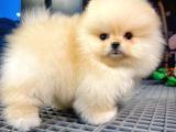 Yavru Patiler Güvencesiyle Pomeranian Yavrular 