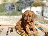 0 numara toy poodle yavrularımız