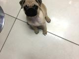 Sağlık ve ırk garantili pug mops